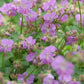 48x Geranium cant. 'Cambridge' - ↕10-25cm - Ø9cm