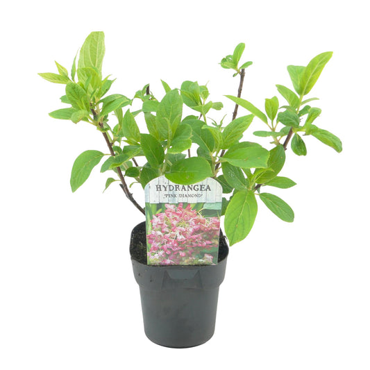 Rispen Hortensie - Hydrangea panniculata Pink Diamond - Blüte Weiß Rosa - 1 Pflanze - Laubabwerfend - Große Blüten - Topf 17cm Höhe 50cm