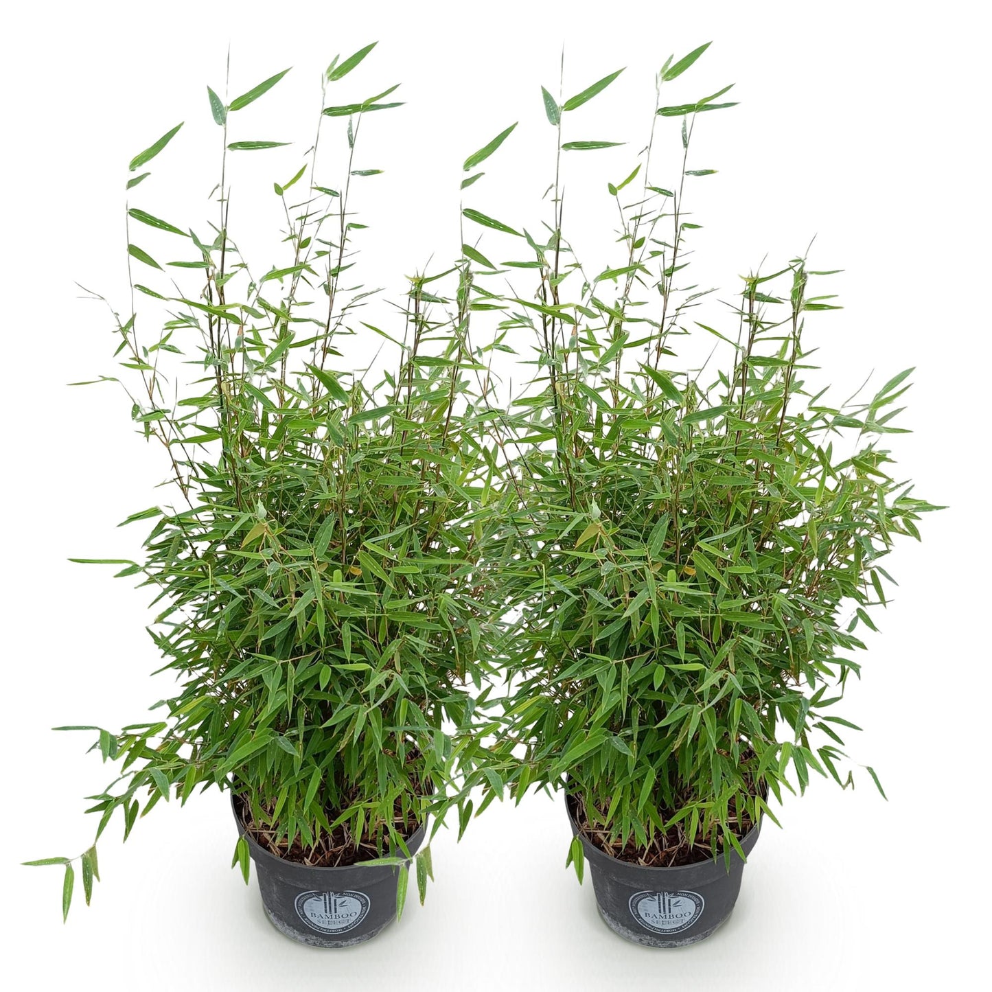 Gräser - Fargesia nitida Red Dragon - Bambus - Nicht Wuchernd - Grün - 2 Pflanzen - Topf 23 cm - Höhe 80 cm