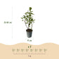 Heckenpflanzen - Ligustrum ovalifolium Aureum - Blätter gelb grün - 8 Pflanzen - 1 laufender Meter - immergrün - Topf 9cm Höhe 35-40cm