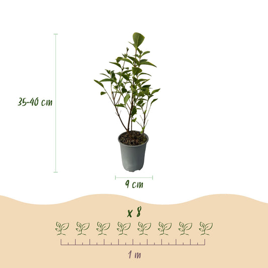 Heckenpflanzen - Ligustrum ovalifolium Aureum - Blätter gelb grün - 8 Pflanzen - 1 laufender Meter - immergrün - Topf 9cm Höhe 35-40cm