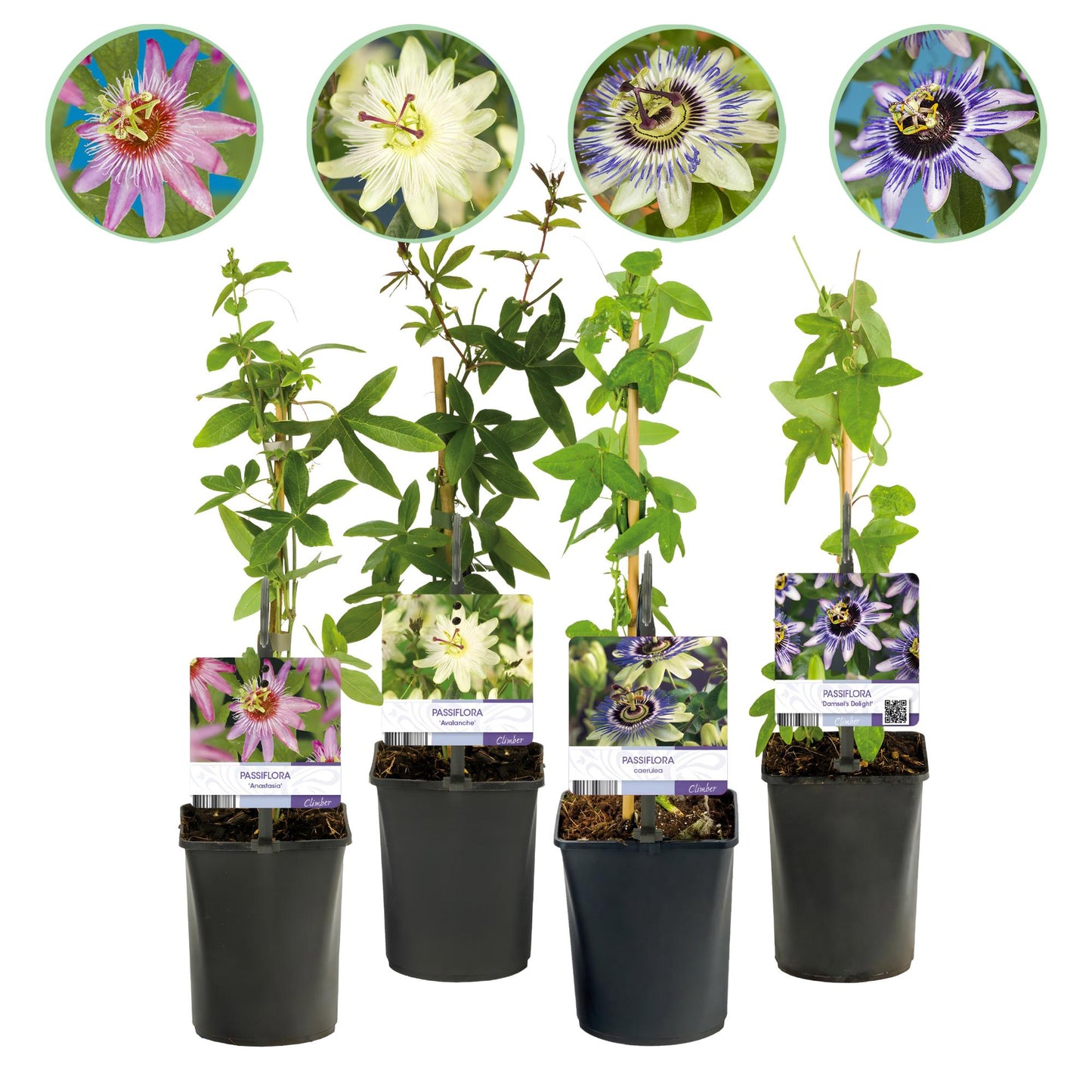 Passionsblume - Passiflora Rainbow - Blume Rosa Weiß Lila Grün - Wenig Pflege - 4 Pflanzen - Topf 11cm Höhe 40cm