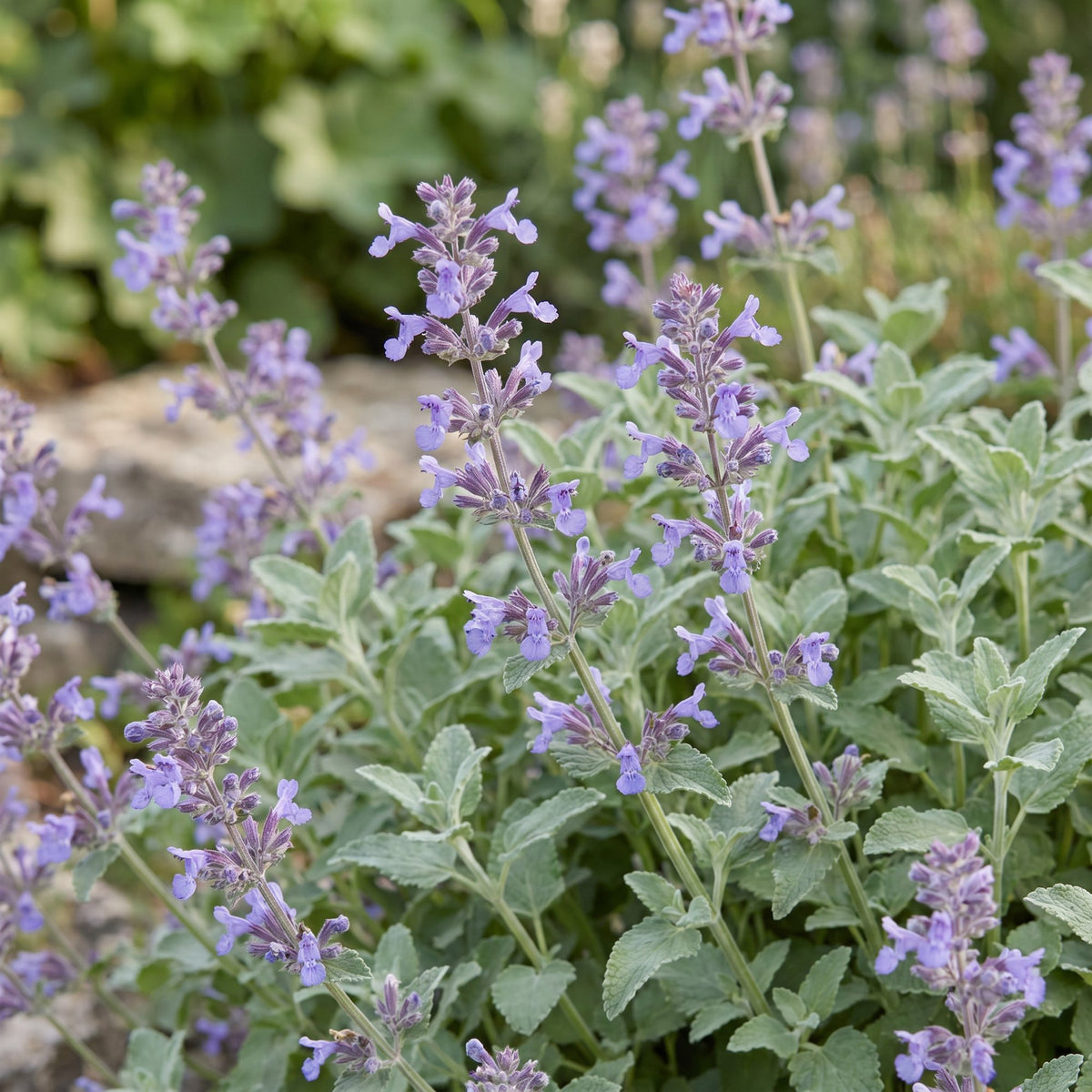Katzenminze - Nepeta faassenii -  Bienen- und Schmetterlingsmagneten - Lila - 1 Pflanzen - Topf 11cm - Höhe 15-25cm