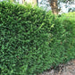 Heckenpflanzen - Cupressocyparis leylandii - Blatt grün - 8 Pflanzen - 1 laufender Meter - immergrün - Topf 9cm Höhe 35-40cm