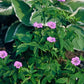 48x Geranium nodosum - ↕10-25cm - Ø9cm