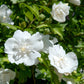 Stammpflanze - Hibiscus syriacus White Chiffon® - Terrassenpflanze - Laubabwerfend - Winterhart - Weiße Blüte - Topf 19cm Höhe 90cm