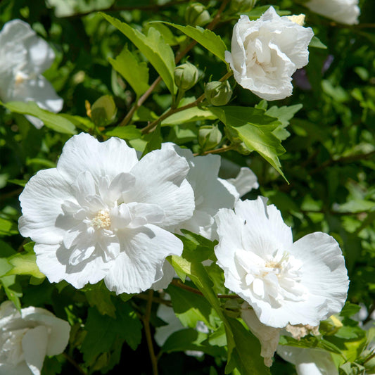 Stammpflanze - Hibiscus syriacus White Chiffon® - Terrassenpflanze - Laubabwerfend - Winterhart - Weiße Blüte - Topf 19cm Höhe 90cm