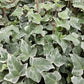 Hedera helix 'Glacier' - ↕24x - 10-25cm - Ø9cm