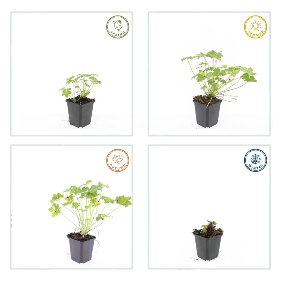 48x Geranium macr. 'Czakor' - ↕10-25cm - Ø9cm