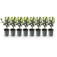 Heckenpflanzen - Ilex Blue maid - Blatt grün - 8 Pflanzen - 1 laufender Meter - immergrün - Topf 9cm Höhe 25-30cm