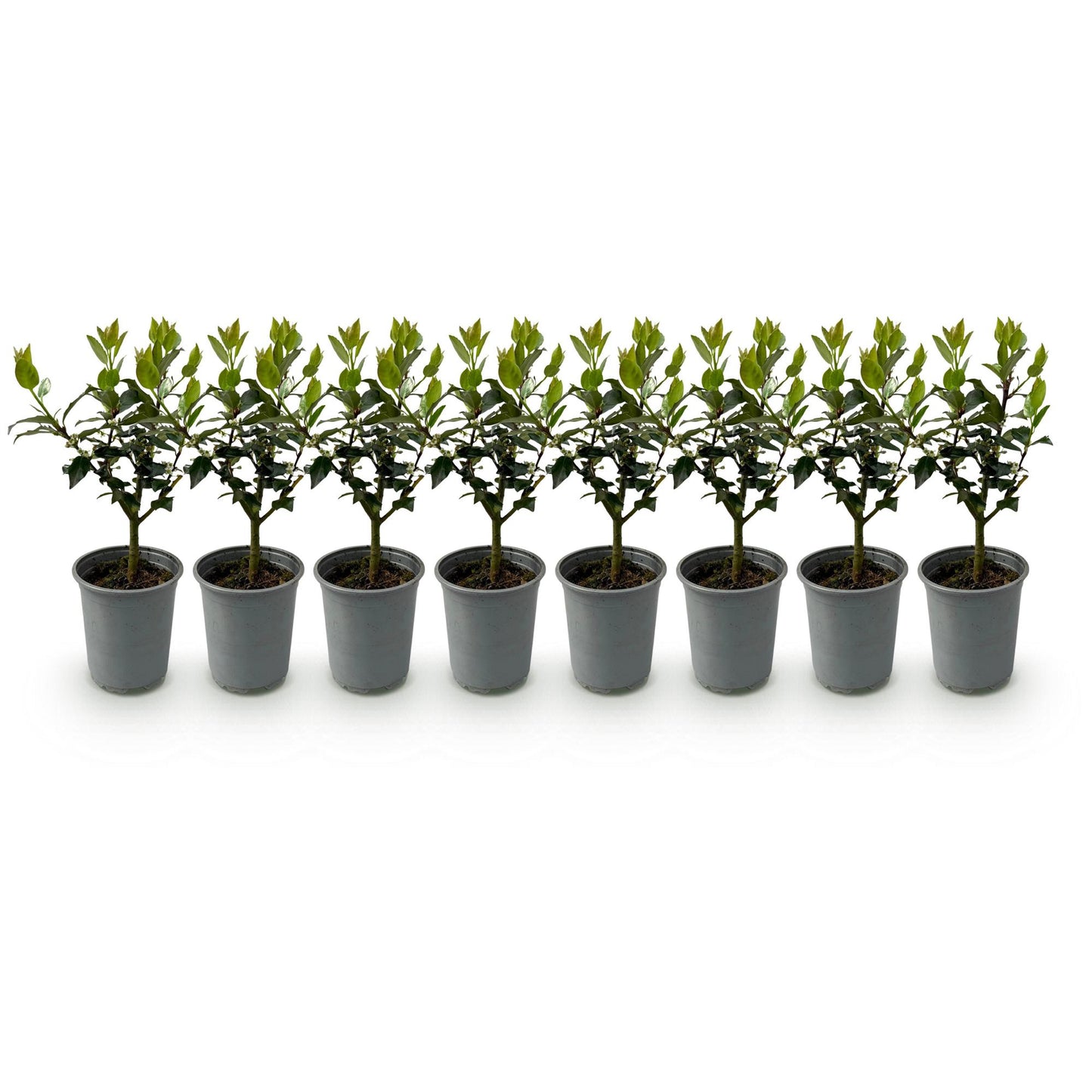 Heckenpflanzen - Ilex Blue maid - Blatt grün - 8 Pflanzen - 1 laufender Meter - immergrün - Topf 9cm Höhe 25-30cm