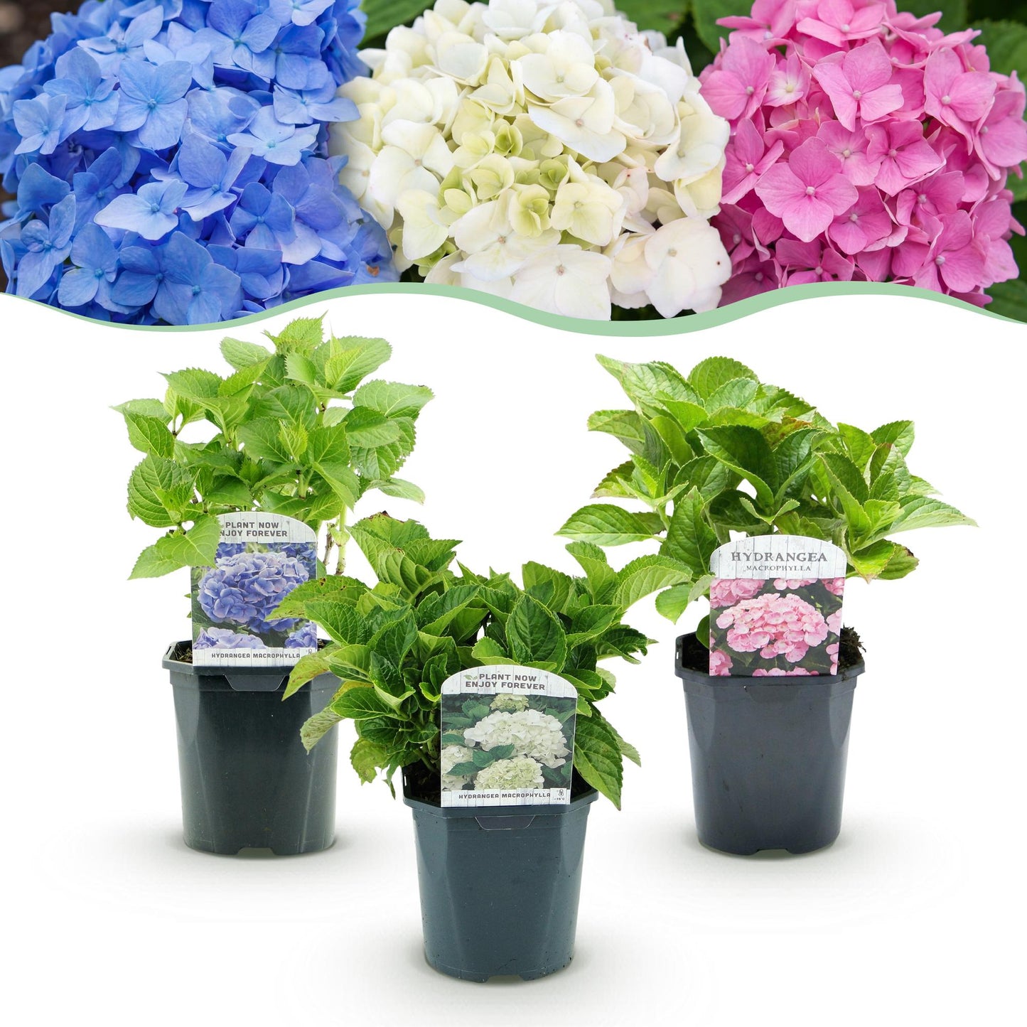 Hortensie - Hydrangea macrophylla Tricolour - Blüte Blau, Rosa und Weiß - 3 Pflanzen - Laubabwerfend - Wenig Pflege - Topf 17cm Höhe 30cm