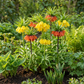 3x Fritillaria Imperialis Mix - Kaiserkronen-Mischung - Diverses - Frühlingsblüher - Zwiebelgröße 18/20