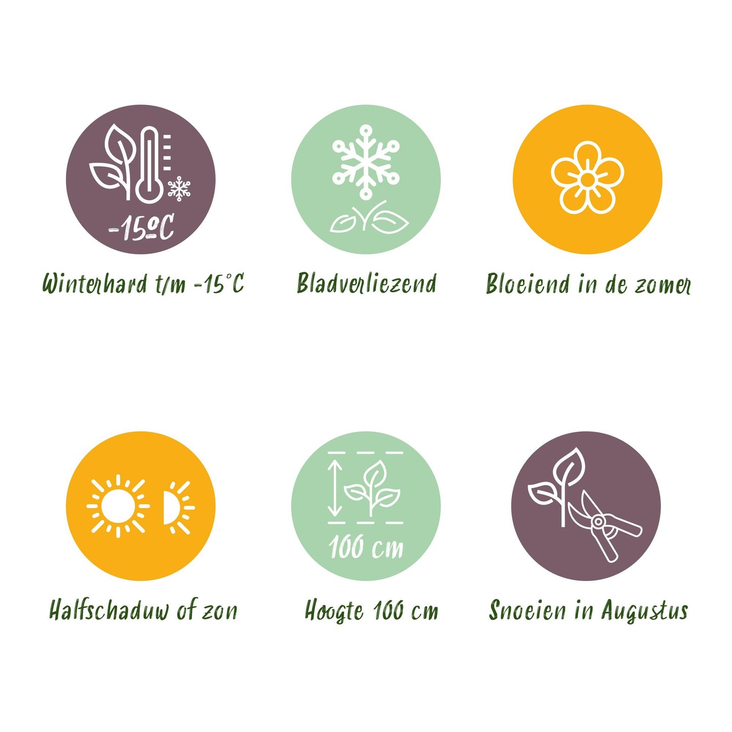 Hortensie - Hydrangea Magical Jewel Pink - Rosa - 6-10 Blüten - 2 Pflanzen - Topf 23cm Höhe 55cm