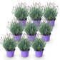 Lavandula angustifolia Munstead - Lavendel - Winterhart - Lila - 9 Pflanzen - Topf 12cm - Höhe 15-25cm