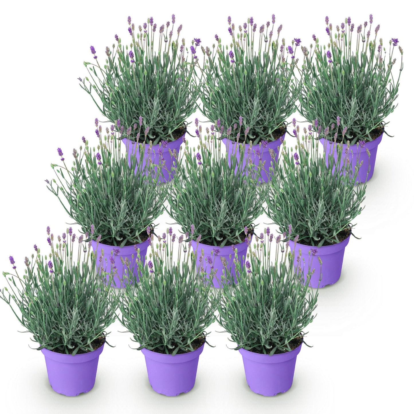 Lavandula angustifolia Munstead - Lavendel - Winterhart - Lila - 9 Pflanzen - Topf 12cm - Höhe 15-25cm