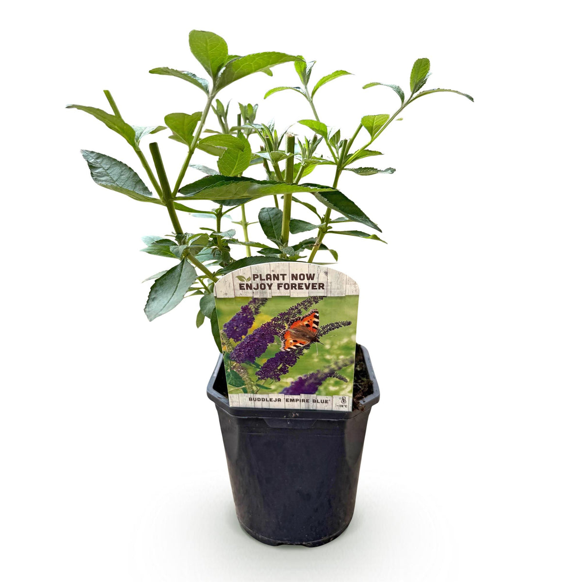 Schmetterlingsstrauch- Buddleja davidii Empire Blue - Winterhart - Blau - 1 Pflanze - Topf 17cm - Höhe 45cm