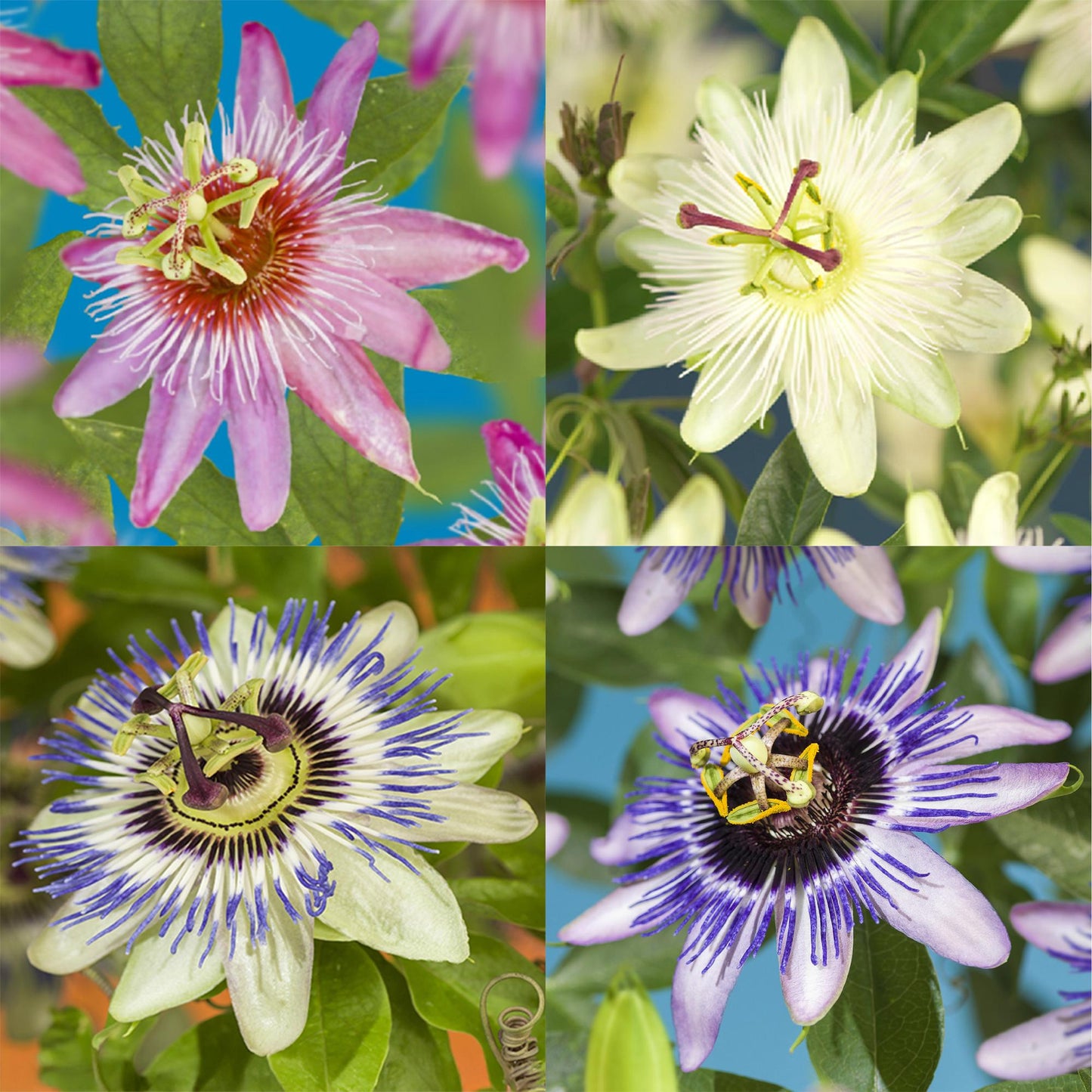 Passionsblume - Passiflora Rainbow - Blume Rosa Weiß Lila Grün - Wenig Pflege - 4 Pflanzen - Topf 11cm Höhe 40cm