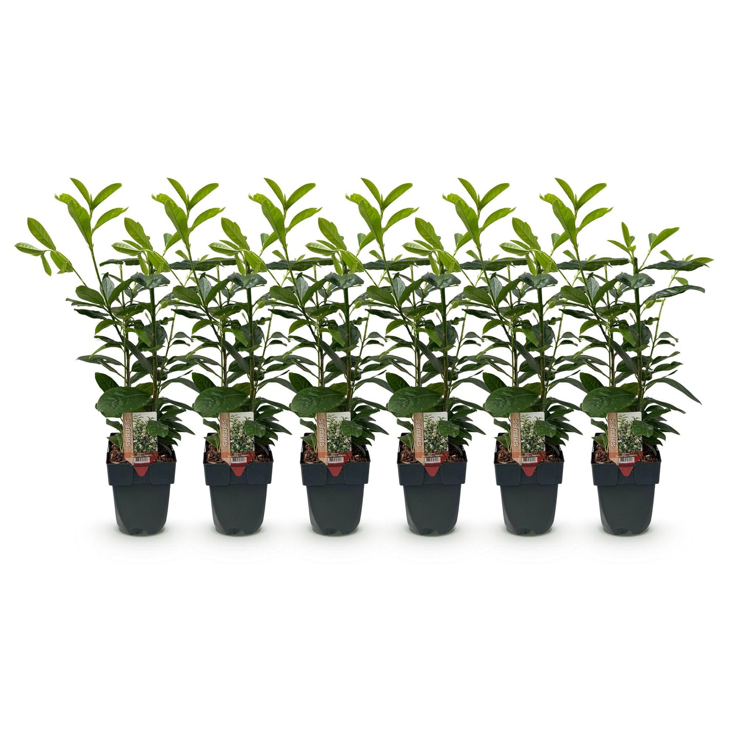 Heckenpflanzen - Prunus laurocerasus Novita - Blatt grün - 6 Pflanzen - 1 laufender Meter - immergrün - Topf 17cm Höhe 50cm