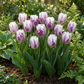 30x Tulipa Flaming Flag - Flaming Flag tulip - White and Purple - Spring bloomer