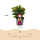Hortensie - Hydrangea Magical Teusday & Saphire - Rot - 6-10 Blumen - Topf 23cm Höhe 55cm