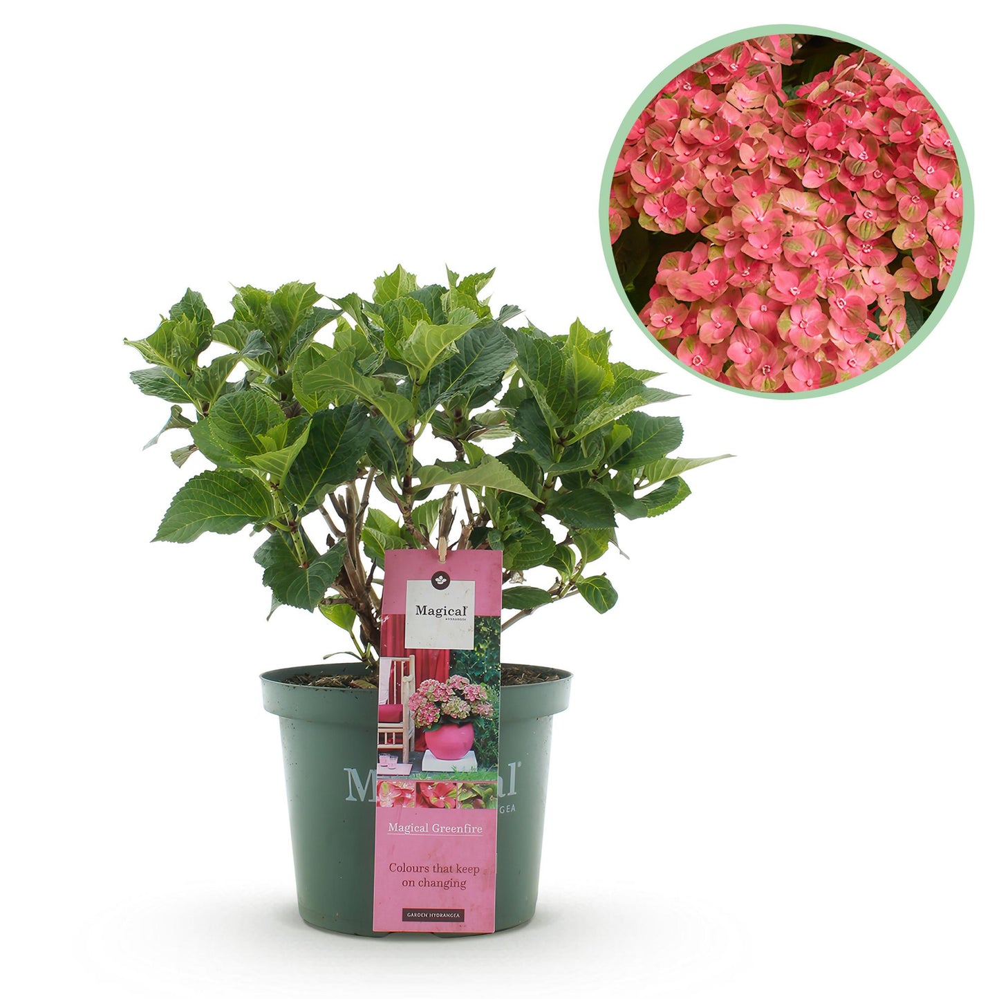 Hortensie - Hydrangea Magical Green Fire - Rosa Grün - 6-10 Blumen - Topf 23cm Höhe 55cm