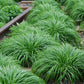 Ziergräser - Carex oshimensis Intense Green - Grün - 2 Pflanzen - Immergrün - Wenig Pflege - Topf 17cm Höhe 50cm