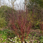 Cornus alba Kesselringii - Violette Zweige - 1 Pflanze - Topf 17cm Höhe 45cm