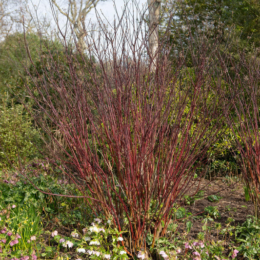 Cornus alba Kesselringii - Violette Zweige - 1 Pflanze - Topf 17cm Höhe 45cm