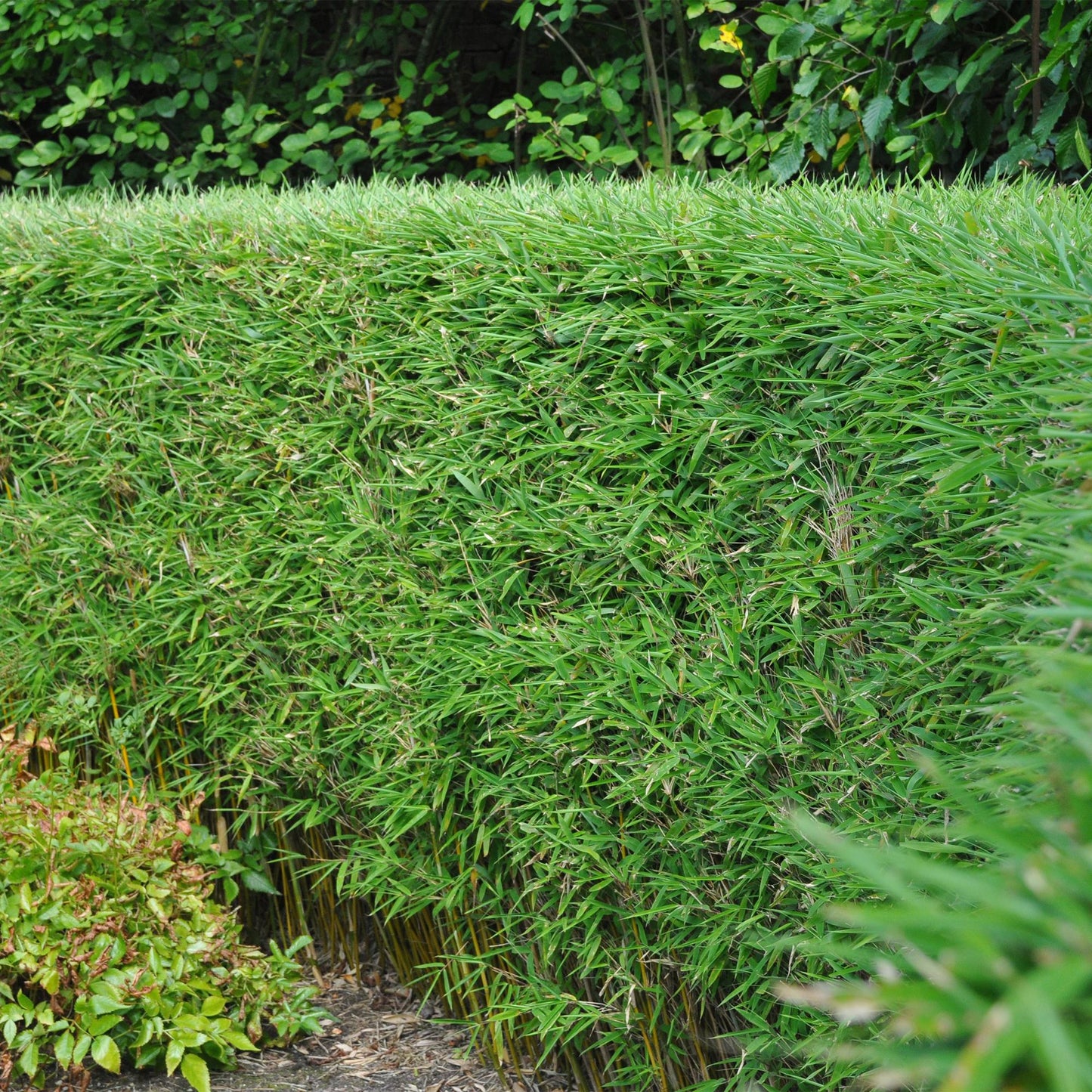 Bambus - Fargesia rufa - Grün - 2 Pflanzen - Immergrün - Wuchernd- Topf 14cm Höhe 35cm