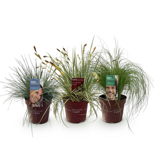 Ziergräser - 3 Pflanzen - Blau - Gelb - Grün - Immergrün - Winterhart - Topf 17cm Höhe 50cm
