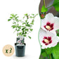 Hibiscus syriacus Hamabo - Garden Hibiscus - Hardy - White - Pink - 3 Plants - Pot 17cm - Height 45cm