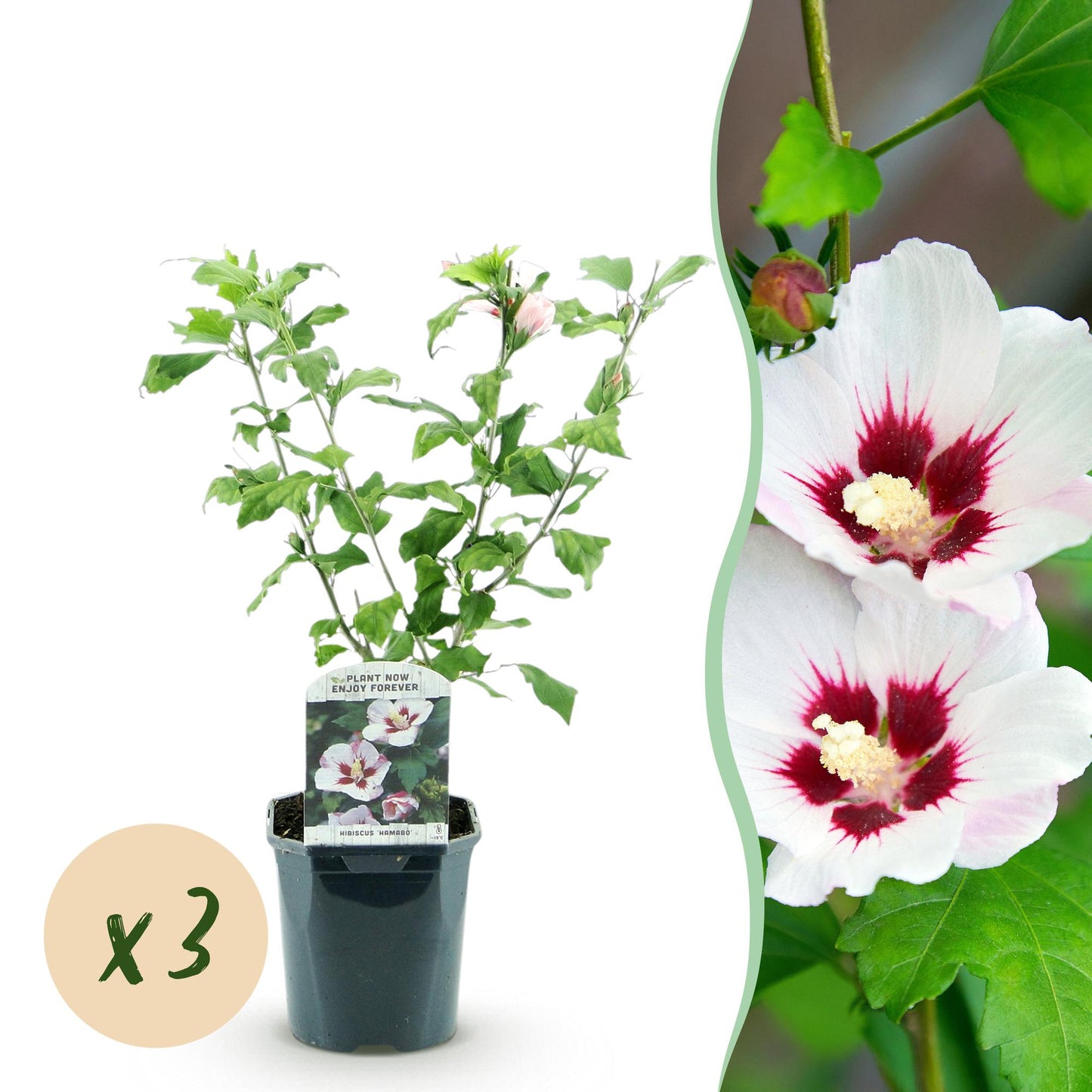Hibiscus syriacus Hamabo - Garden Hibiscus - Hardy - White - Pink - 3 Plants - Pot 17cm - Height 45cm