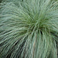 Ziergräser - Carex comans Frosted Curls - Grün - 2 Pflanzen - Immergrün - Wenig Pflege - Topf 17cm Höhe 50cm
