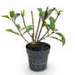Hydrangea panniculata Living Little Rosy - Rispenhortensie - Winterhart - Rosa - 1 Pflanze - Topf 12cm - Höhe 20-30cm