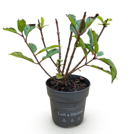 Hydrangea panniculata Living Little Rosy - Rispenhortensie - Winterhart - Rosa - 1 Pflanze - Topf 12cm - Höhe 20-30cm