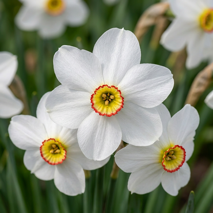 40x Narcissus Recurvus - Pheasant's Eye Narcissus - White - Spring bloomer