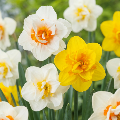 10x Narcissus Double mix - Gefüllte Narzissen Mischung - Gelb und Weiß - Frühlingsblüher - Zwiebelgröße 12/14