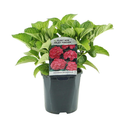 Hortensie - Hydrangea macrophylla Rot - Blume Rot - 3 Pflanzen - 1 m2 - Laubabwerfend - Wenig Pflege - Topf 17cm Höhe 30cm