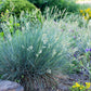 Ziergräser - Festuca glauca Intense Blue - Blau - 2 Pflanzen - Immergrün - Wenig Pflege - Topf 17cm Höhe 50cm