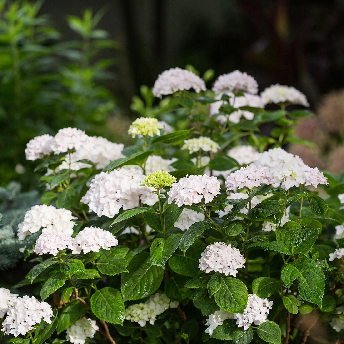Hydrangea Endless Summer The Bride - Hortensie - Winterhart - Weiß - 1 Pflanze - Topf 14cm - Höhe 20-25cm