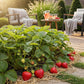 Obstpflanzen - Erdbeere - Fragaria Elvira - Winterhart - 6 Pflanzen - Topf 9 cm - Rote Erdbeere