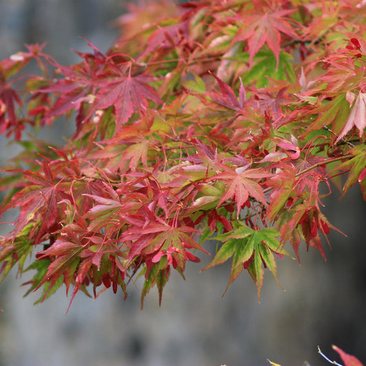 Japanischer Ahorn - Acer palmatum Beni Maiko - Rot - 2 Pflanzen - Laubabwerfend - Topf 19cm Höhe 70cm