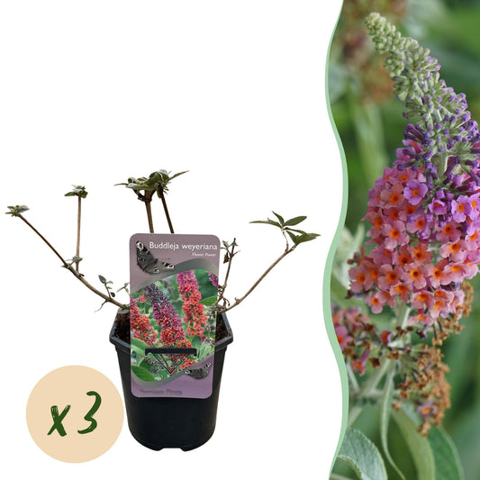 Schmetterlingsstrauch - Buddleja davidii Flower Power - Blüte Orange Lila - 3 Pflanzen -  Topf 17cm Höhe 30cm