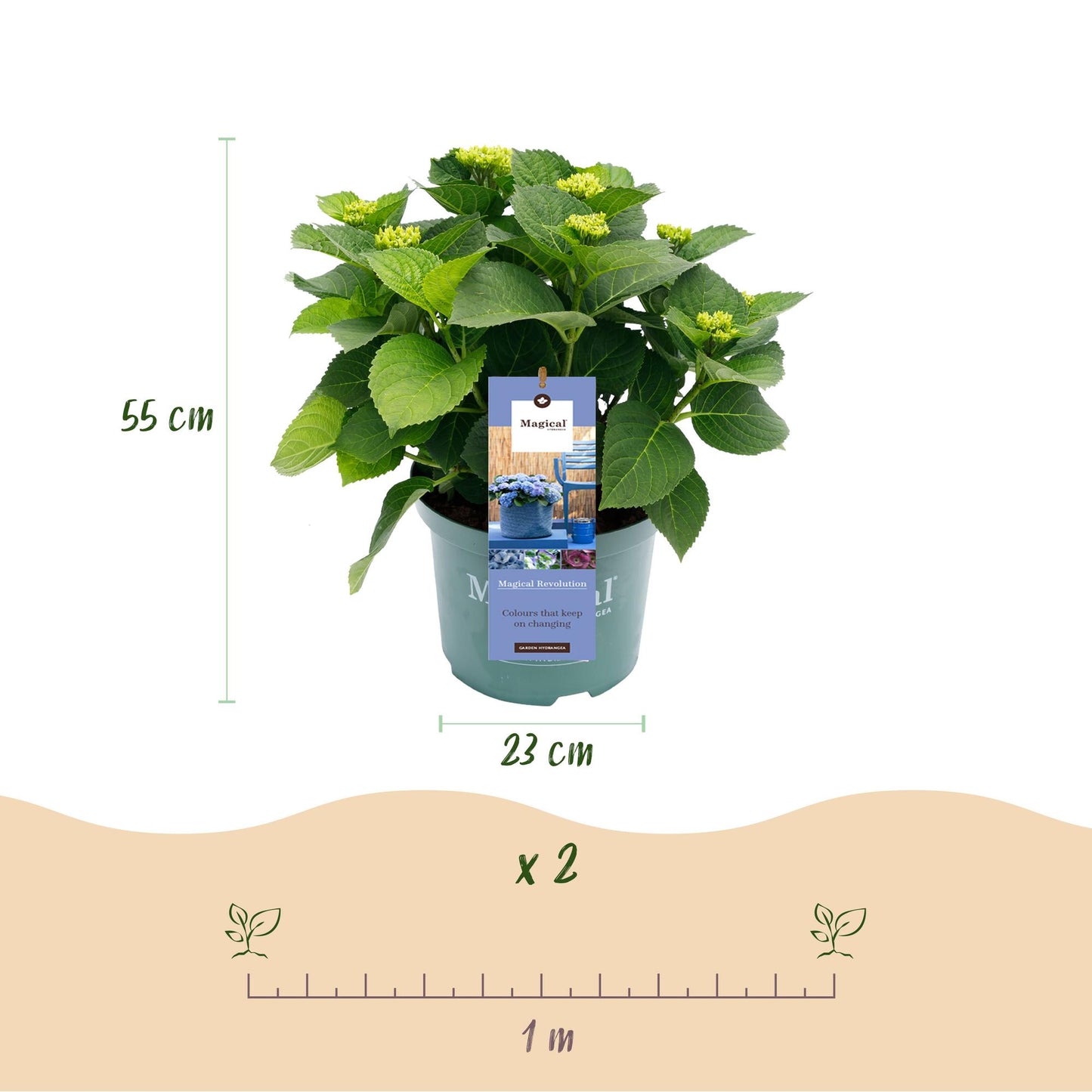 Hortensie - Hydrangea Magical Revolution Blue - Blau - 6-10 Blumen - Topf 23cm Höhe 55cm
