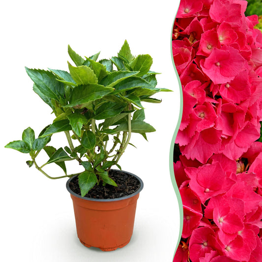 Hydrangea macrophylla Rot - Hortensie - Winterhart - Rot - 1 Pflanze - Topf 12cm - Höhe 20-30cm