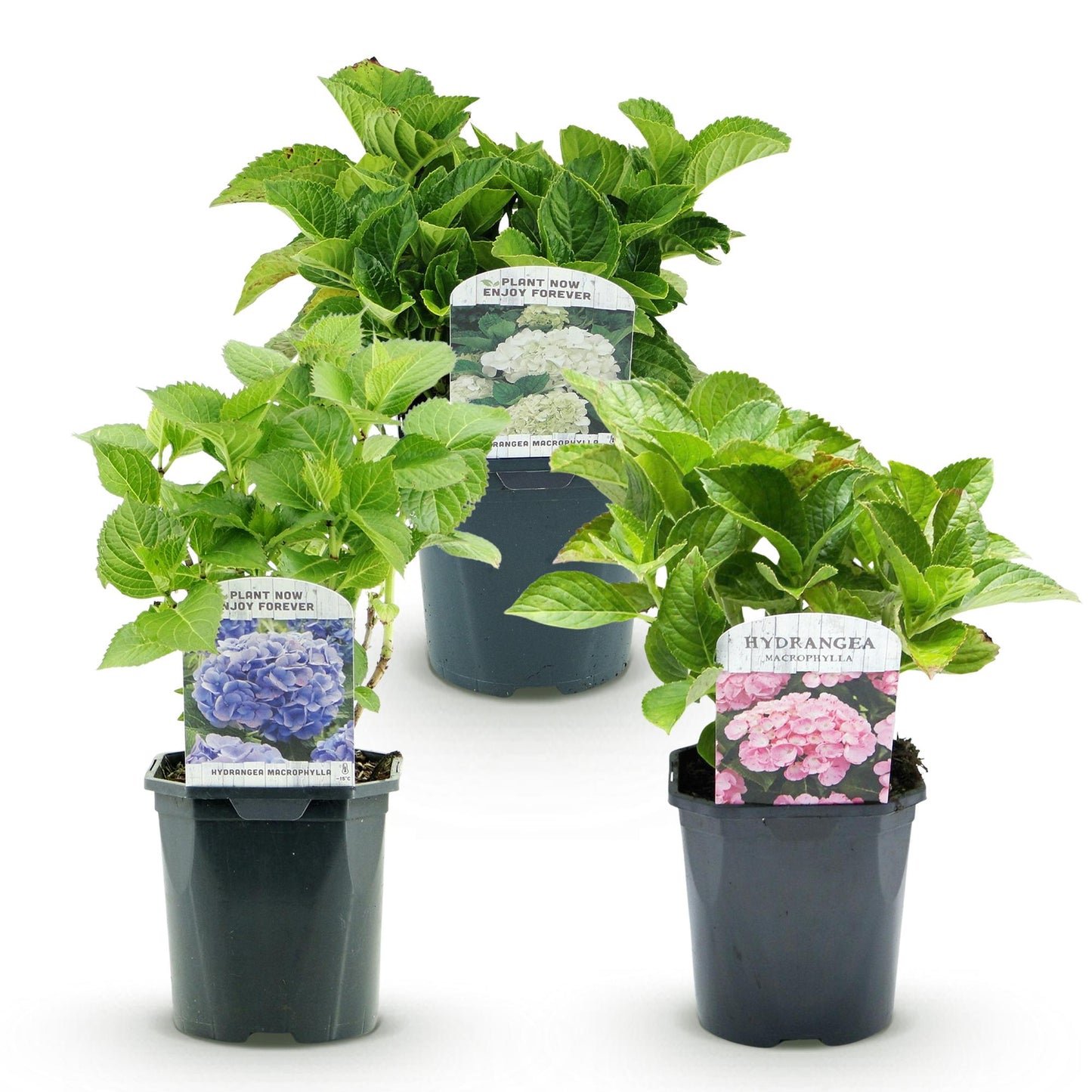 Hortensie - Hydrangea macrophylla Tricolour - Blüte Blau, Rosa und Weiß - 3 Pflanzen - Laubabwerfend - Wenig Pflege - Topf 17cm Höhe 30cm