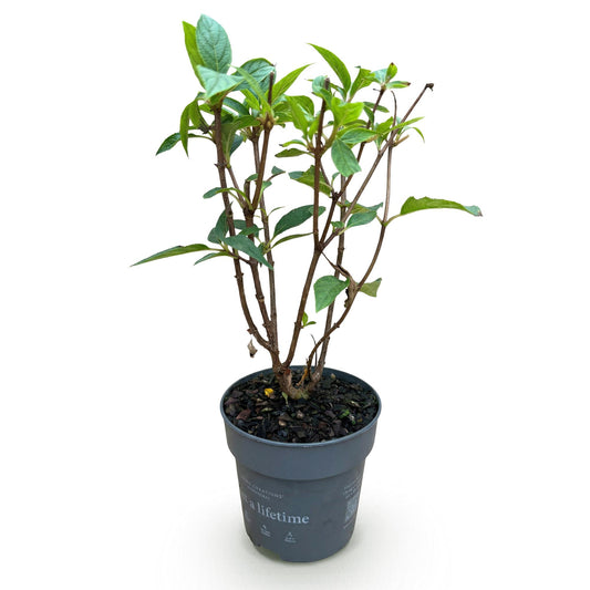 Hydrangea panniculata Living Pink & Rose - Rispenhortensie - Winterhart - Rosa - 1 Pflanze - Topf 12cm - Höhe 20-30cm