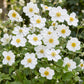 Anemone hybr. Hon. Jobert - Herbst-Anemone - Schatten - Weiß - 1 Pflanze - Topf 11cm - Höhe 15-25cm