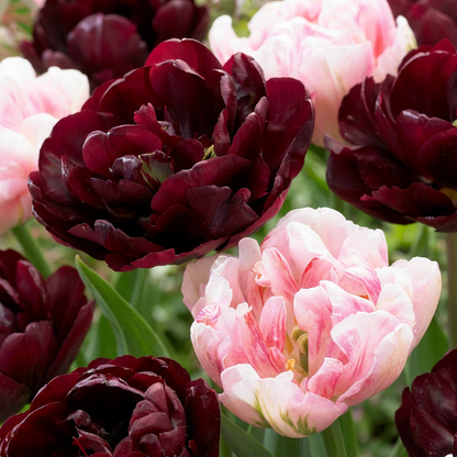 24x Tulipa Sweet Desire mix - Tulip Sweet Desire mix - Miscellaneous